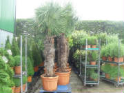 Buy your palm trees from Topiary by Design for delivery throughout the UK