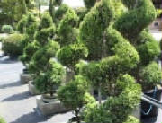 Spiral box trees supplied by Topiary by Design throughout the UK
