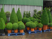 Topiary by Design covers all your requirements for gardens, events and conferences, for example